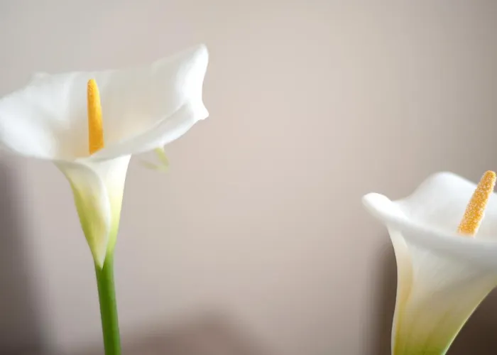 Casa Margarita Tatil Evi La Guancha